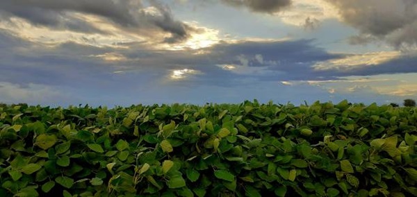 noticiaspuertosantacruz.com.ar - Imagen extraida de: https://news.agrofy.com.ar/noticia/209238/repunte-precio-cultivos-chicago-cuanto-se-pago-soja-maiz-y-trigo-rosario