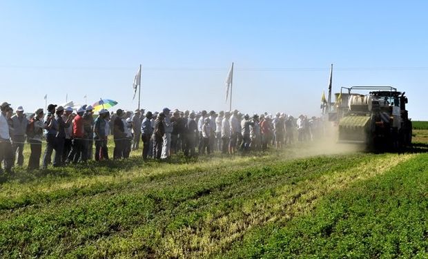 La reina de las forrajeras será la vedette en las Jornadas Nacionales de Alfalfa 2019 (JONAlfa), que se realizarán en noviembre en Villa María, Córdoba