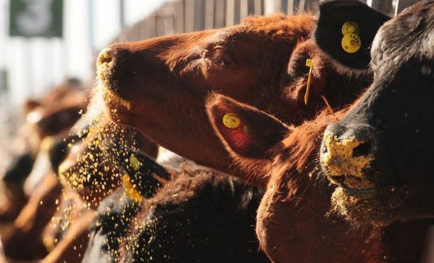 El encuentro incluirá numerosas disertaciones de especialistas y dos salidas “paradas a campo”.