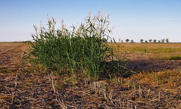 El evento será en la “Estación Experimental Agropecuaria” de Salta.