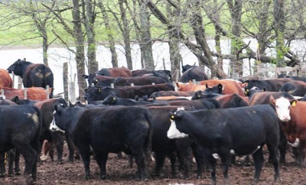 Buscan recomponer el ciclo productivo cuando baje el agua.