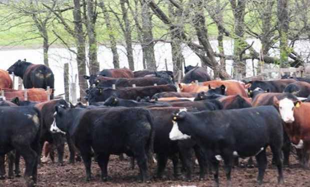 Buscan recomponer el ciclo productivo cuando baje el agua.