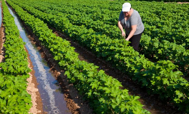 No están comprendidos en las disposiciones de esta ley los trabajos agrícolas y ganaderos, entre otros.