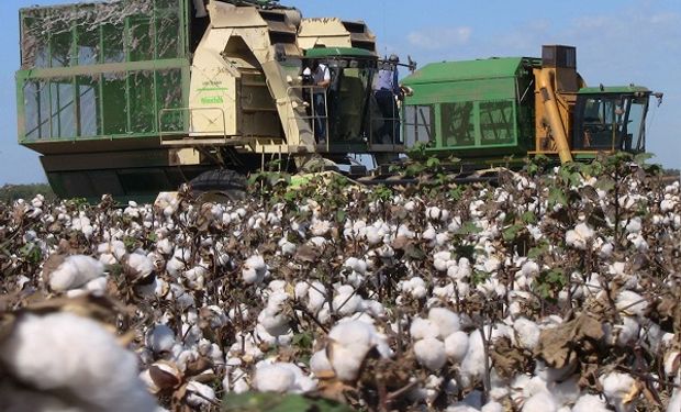 El algodón gana terreno en Santa Fe y está arrojando muy buenos resultados en esta campaña