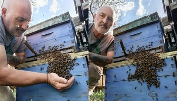 "Las abejas me atraparon": pasó de ocho colmenas a más de 1000, exporta a Europa y cuenta por qué la miel argentina conquista paladares en el mundo