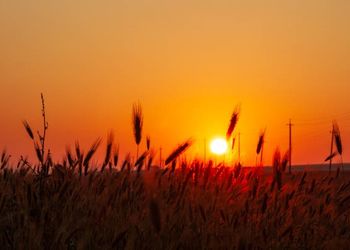 El trigo cotizó al alza por séptima sesión consecutiva en Chicago: cuánto se pagó por la soja y el maíz en Rosario