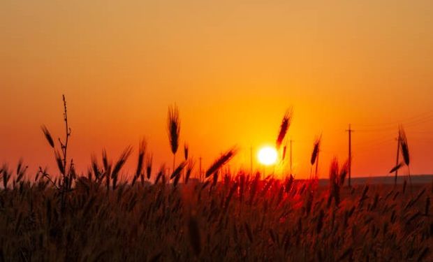 El trigo cotizó al alza por séptima sesión consecutiva en Chicago: cuánto se pagó por la soja y el maíz en Rosario