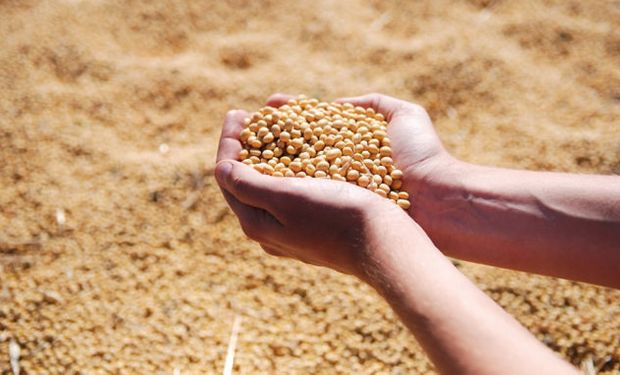 Un hallazgo importante considerando al grano de soja como un material rico en isoflavonas y de total disponibilidad en nuestro país.
