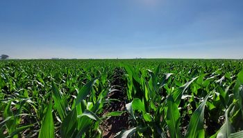 Descarbonizar la producción de maíz es posible a través de la nutrición: el programa que suma más de 290 kilos por hectárea y comparte el riesgo productivo