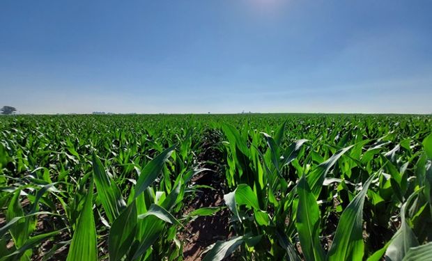 Descarbonizar la producción de maíz es posible a través de la nutrición: el programa que suma más de 290 kilos por hectárea y comparte el riesgo productivo