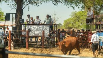 La visión de los Brito para crear uno de los feedlots más grandes de la Argentina, con más de 50.000 animales en engorde: los detalles del establecimiento de más de 90.000 hectáreas
