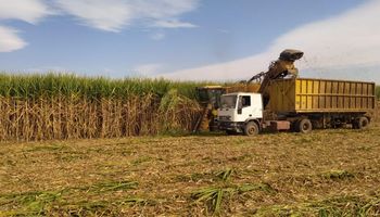 Tucumán: ocho ingenios están parados por falta de caña de azúcar