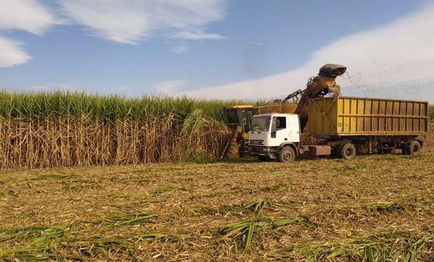 Tucumán: ocho ingenios están parados por falta de caña de azúcar