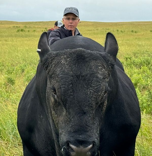 kelly angus