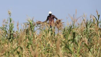 Kenia levanta la prohibición a los cultivos genéticamente modificados