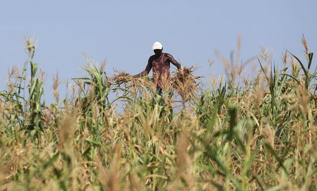 Kenia levanta la prohibición a los cultivos genéticamente modificados