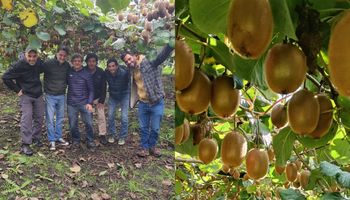 Kiwi en Argentina: cuánto se produce y cómo es el proyecto que arrancó con 40 hectáreas para estudiar la producción y escalarla