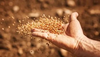 Nuevas alzas para el precio del trigo: cuánto se pagó por la soja y el maíz en Rosario 