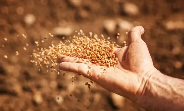 Nuevas alzas para el precio del trigo: cuánto se pagó por la soja y el maíz en Rosario 