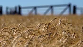 Siembra de trigo: claves del INTA para elegir la variedad y fecha adecuada y lograr buenos rendimientos en la campaña
