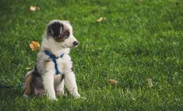 Autorizan la comercialización de una vacuna genéticamente modificada para prevenir moquillo en cachorros de 4 a 6 semanas