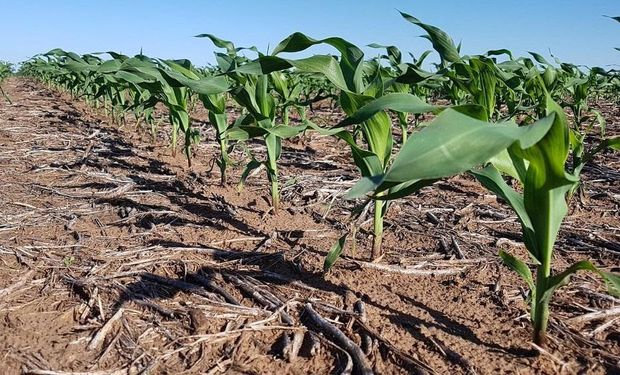 KWS, socios del productor: qué novedades presentan y cómo ven los desafíos para la nueva campaña de maíz