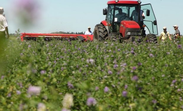 En la confección de heno el corte neto y sin desgarros es fundamental para lograr alta productividad de las pasturas