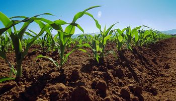 Agricultura sustentable: para jugar en el mismo equipo