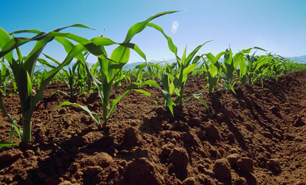 Agricultura sustentable: para jugar en el mismo equipo