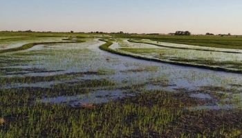 Las lluvias de noviembre dieron un respiro a la zona arrocera, que ahora planea aumentar la superficie de siembra