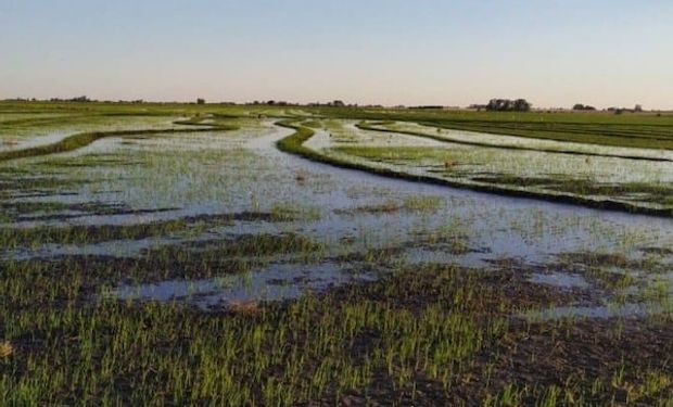 Las lluvias de noviembre dieron un respiro a la zona arrocera, que ahora planea aumentar la superficie de siembra