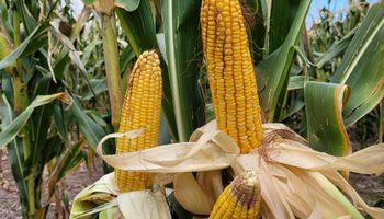 "Nos decían que era imposible": el maíz desafía los límites agrícolas y se expande en una zona poco habitual