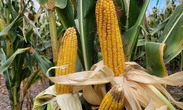 "Nos decían que era imposible": el maíz desafía los límites agrícolas y se expande en una zona poco habitual