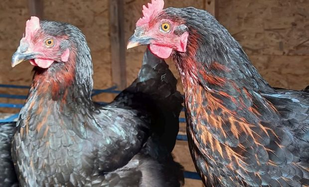 La Negra, la gallina argentina: cómo se cría y los primeros pasos para comenzar como productor de huevos