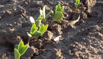 "La Niña" se intensifica: alertan que actuará durante toda la campaña gruesa