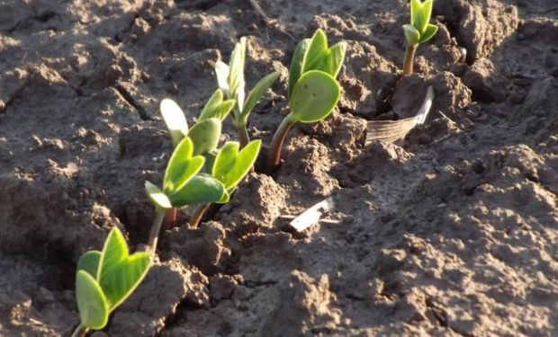 La Niña está en pleno desarrollo en el Pacífico Ecuatorial.