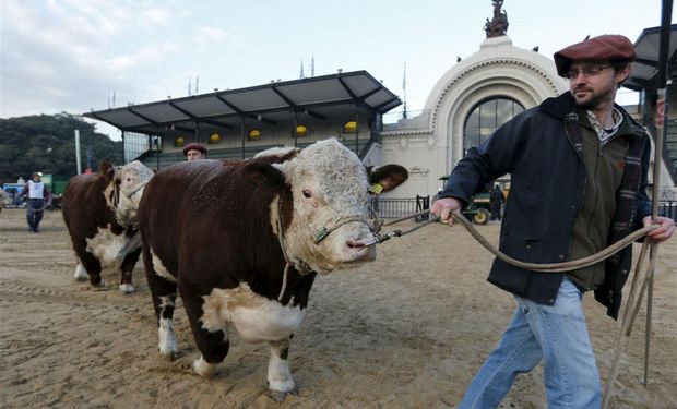 Para los criadores y cabañeros de las razas participantes la muestra es un punto cúlmine luego de meses de preparación para los animales que traen a competir.