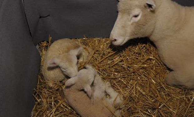 Nuevo nacimiento en La Rural: llegaron los mellizos.