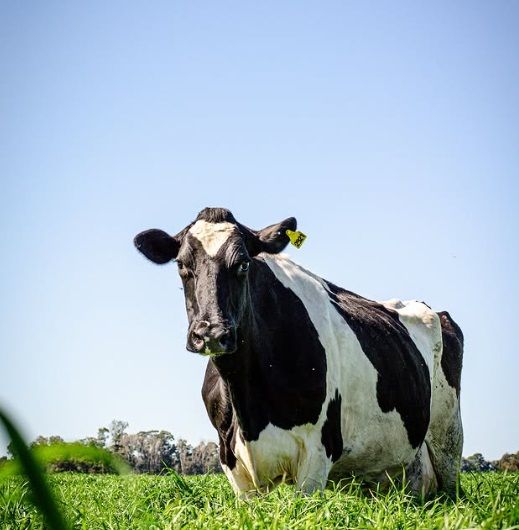 De 140 a 250 vacas: la clave para crecer en lecher&iacute;a