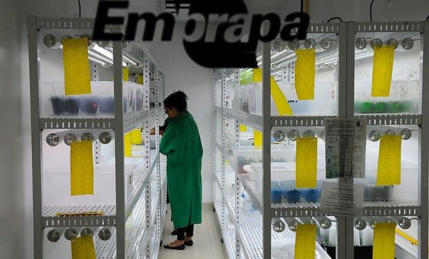 Laboratório de cultivo da Embrapa. (foto - Marcos Oliveira/Agência Senado)