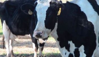 #AgrofyNewsWebinars: actualidad y contexto de la producción láctea
