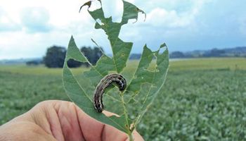 Una nueva plaga amenaza a la producción