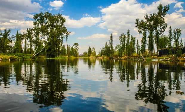 Lago de Xochimilco, el último habitat del ajolote: por qué lo recuerda hoy Google