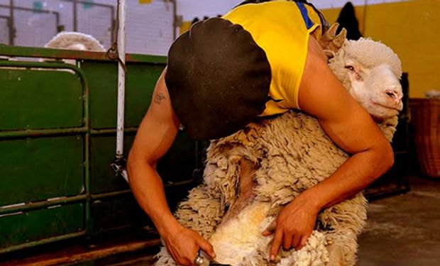 En los últimos años se han perdido más de 100.000 lanares por culpa de esos perros