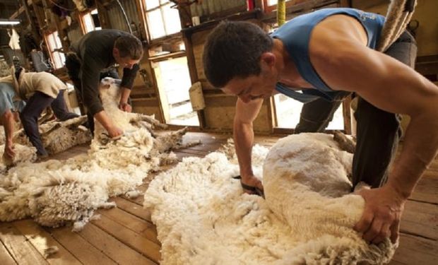 Programa Lanar: el Gobierno anunció una compensación de $ 600 por oveja