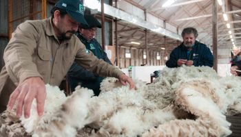 Exportaciones récord: la lana argentina creció más del 45% en volumen y un 30% en valor