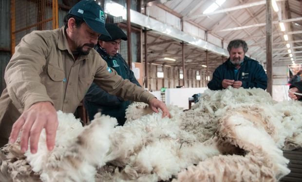 Exportaciones récord: la lana argentina creció más del 45% en volumen y un 30% en valor