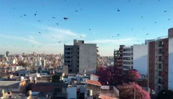 Alarma en Córdoba por la invasión de langostas y la posible llegada a la capital