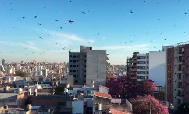 Alarma en Córdoba por la invasión de langostas y la posible llegada a la capital