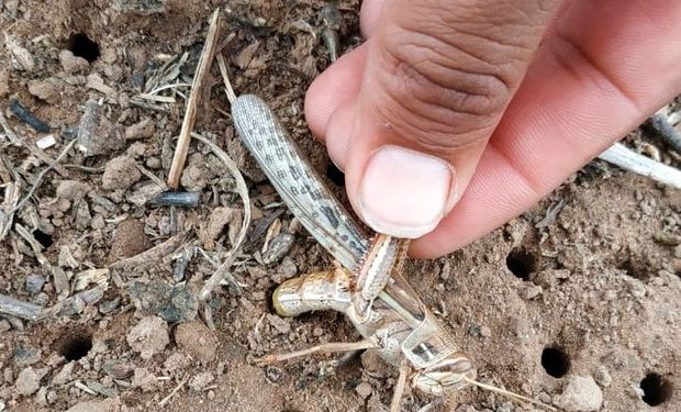 Langosta: alertan a los productores de Corrientes y Entre Ríos que la manga podría volver a tomar vuelo